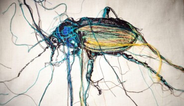Calosoma Di Lucia Nanni