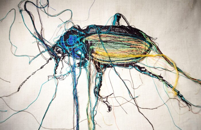 Calosoma Di Lucia Nanni