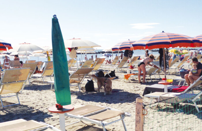 Overbeach Cani