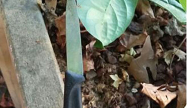 Coltello 