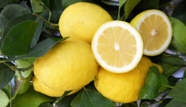 Limoni 1
