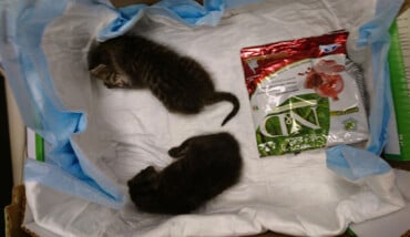 Il Recupero Dei Gattini (4)