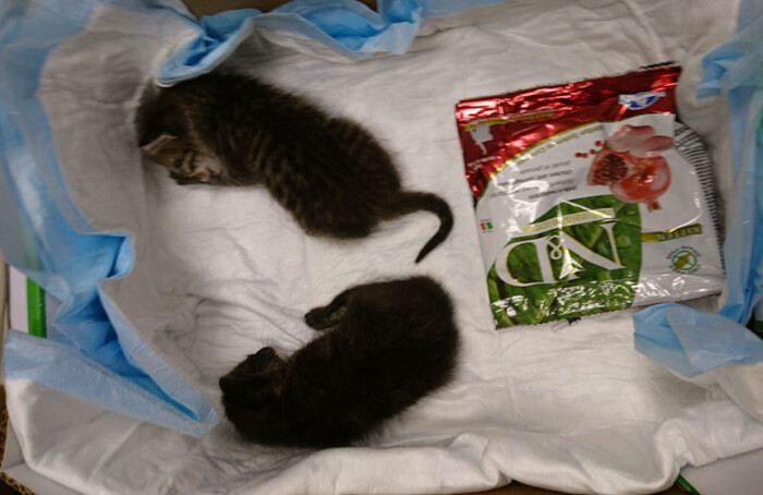 Il Recupero Dei Gattini (4)