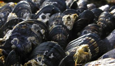 Cozze2