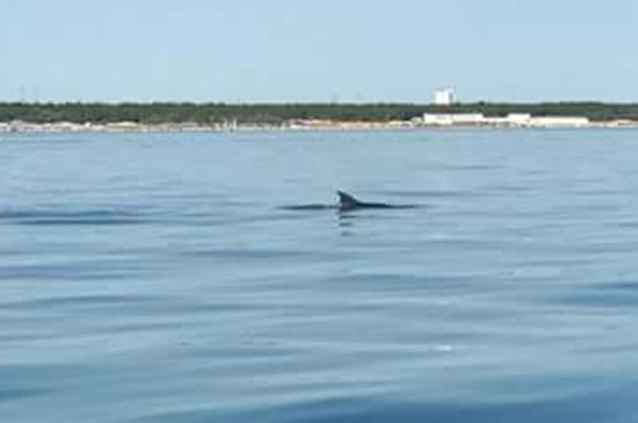 Delfini Punta Marina