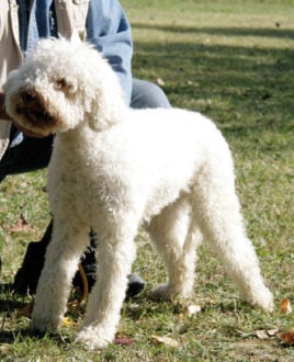 Lagotto