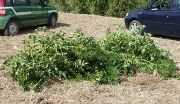 Foto Comunicato Cannabis