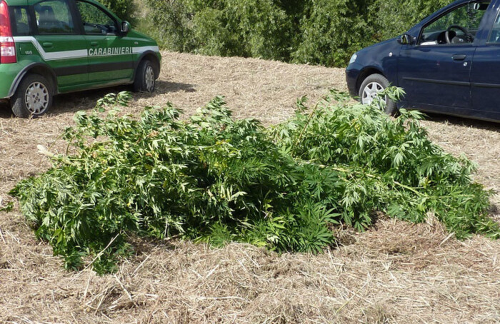 Foto Comunicato Cannabis