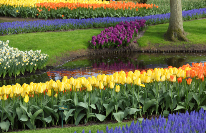 Giardini