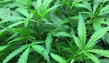 Marijuana