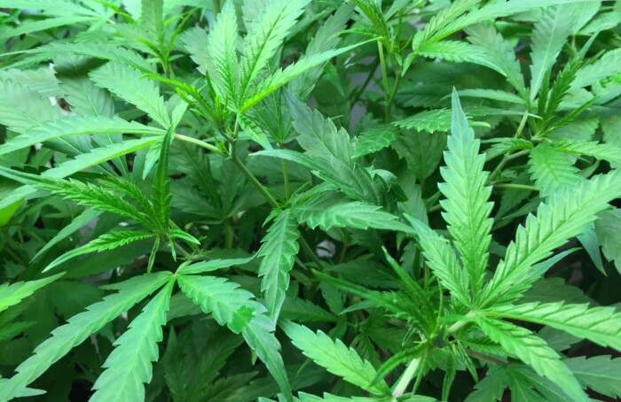 Marijuana