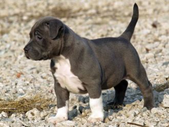 Pitbull Cuccioli NG2