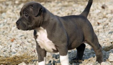 Pitbull Cuccioli NG2