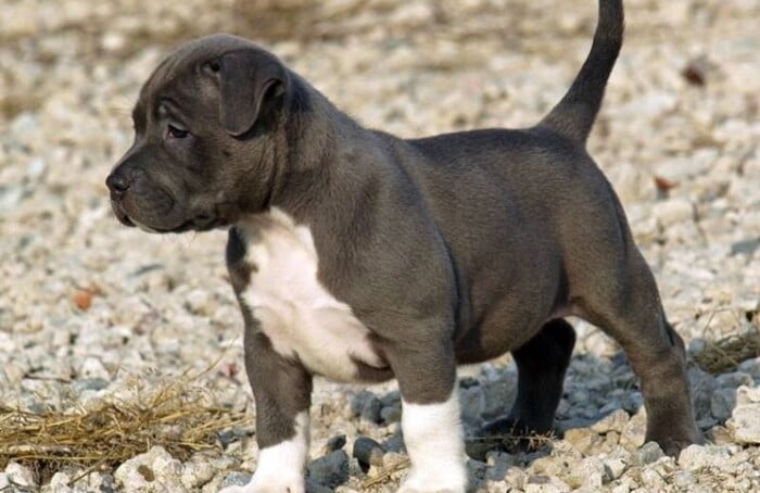 Pitbull Cuccioli NG2
