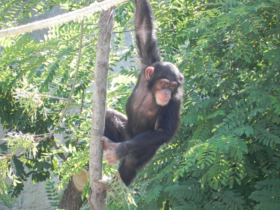 Scimpanze
