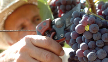 Vendemmia