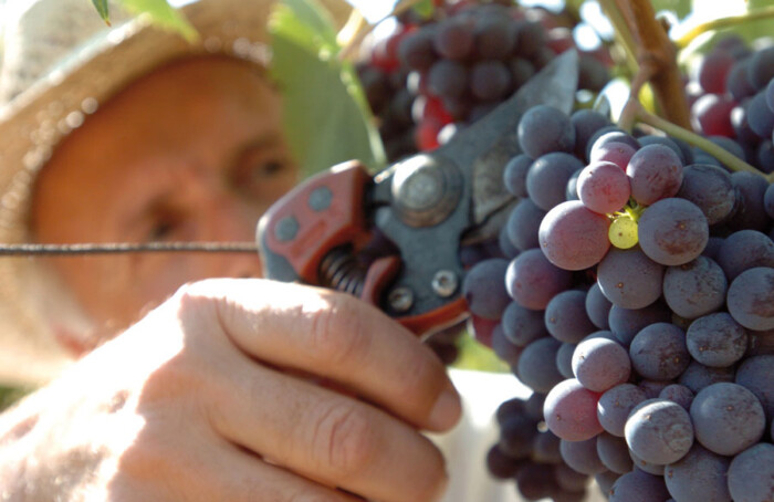 Vendemmia