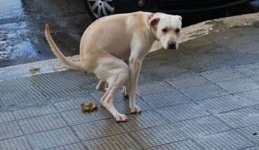863031 20150213 Cacca Cani 