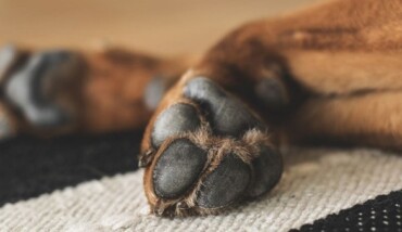 Cane Che Si Lecca Le Zampe 2