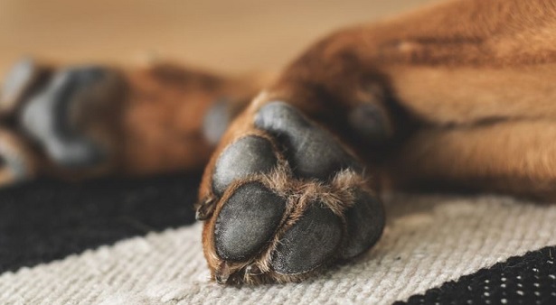 Cane Che Si Lecca Le Zampe 2