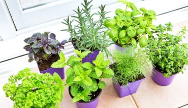 Erbe Aromatiche