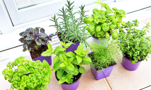 Erbe Aromatiche
