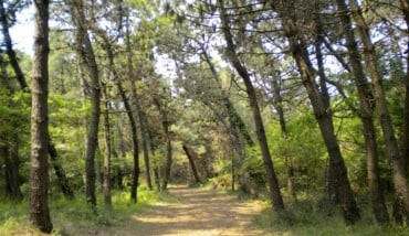 Pineta Litoranea