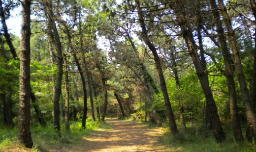Pineta Litoranea