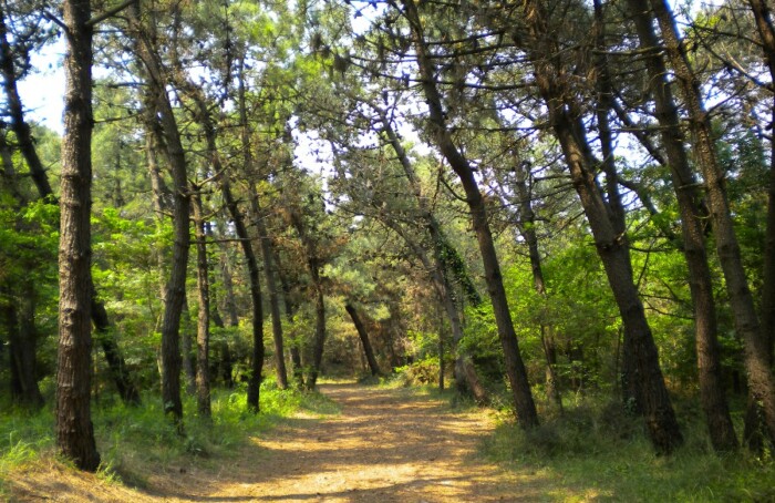 Pineta Litoranea