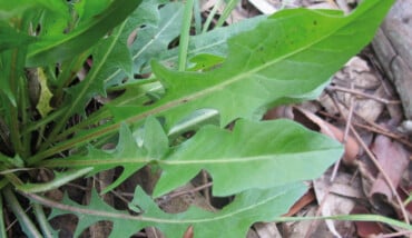 Cichorium Intybus 1