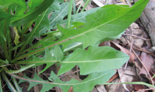 Cichorium Intybus 1