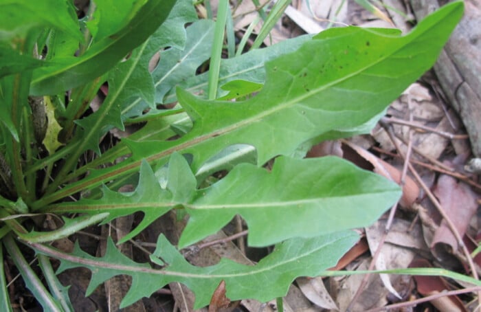 Cichorium Intybus 1