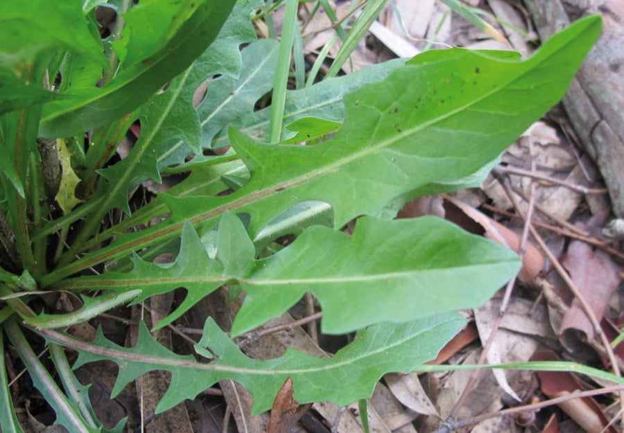 Cichorium Intybus 1