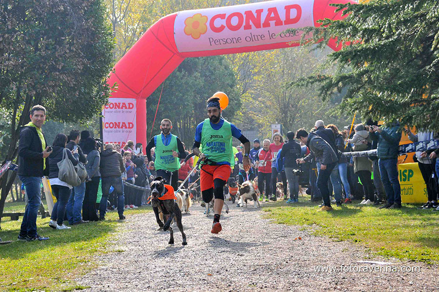 Dogs & Run