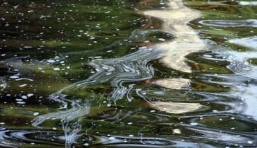Acqua Inquinamento Pesticidi 