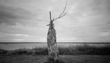 Soundtrack For Folli Trees