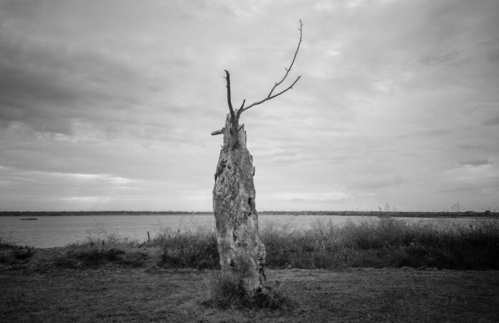 Soundtrack For Folli Trees