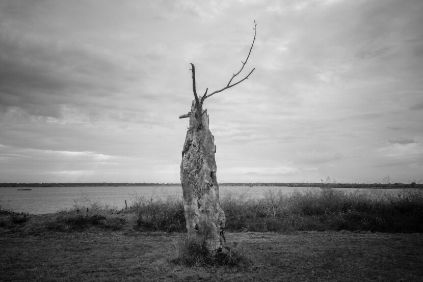 Soundtrack For Folli Trees