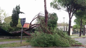 Albero Caduto Marina Di Ravenna