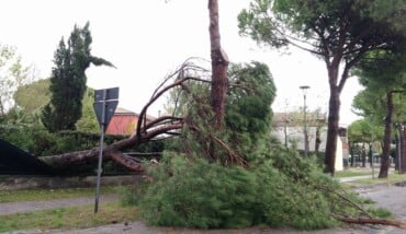 Albero Caduto Marina Di Ravenna