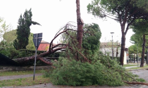Albero Caduto Marina Di Ravenna