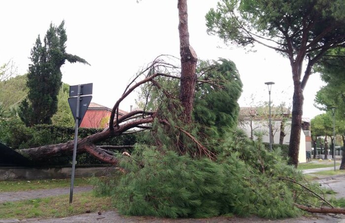 Albero Caduto Marina Di Ravenna