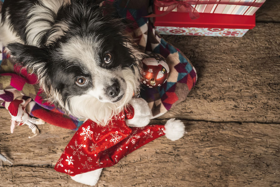 Dogs Christmas Cards