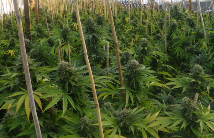 Marijuana