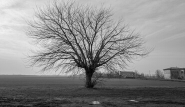 Soundtrack for Falling Trees