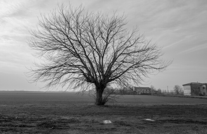 Soundtrack for Falling Trees