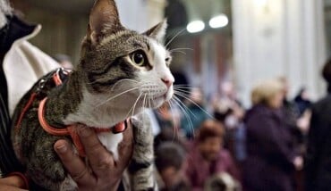 Gatto 620