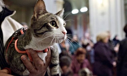Gatto 620