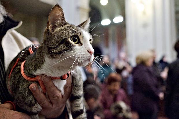 Gatto 620