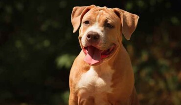 Pitbull1 